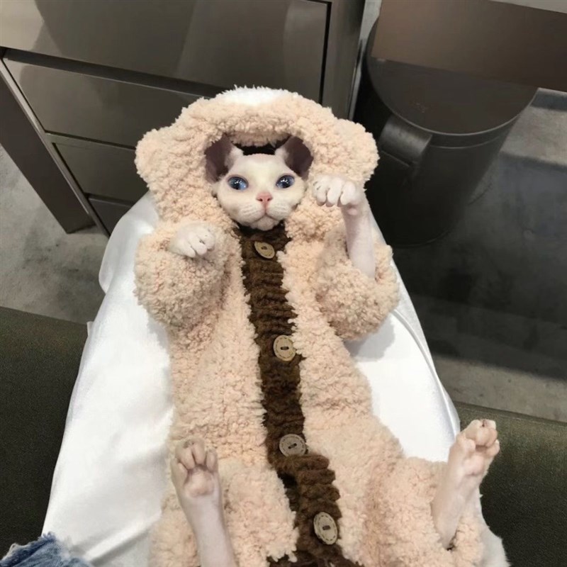 速发毛芬克斯无斯猫德文卷毛系套装奶fufu盐猫可爱兔兔卫衣绒