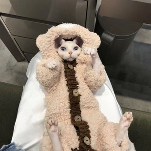 速发毛芬克斯无斯猫德文卷毛系套装 奶fufu盐猫可爱兔兔卫衣绒