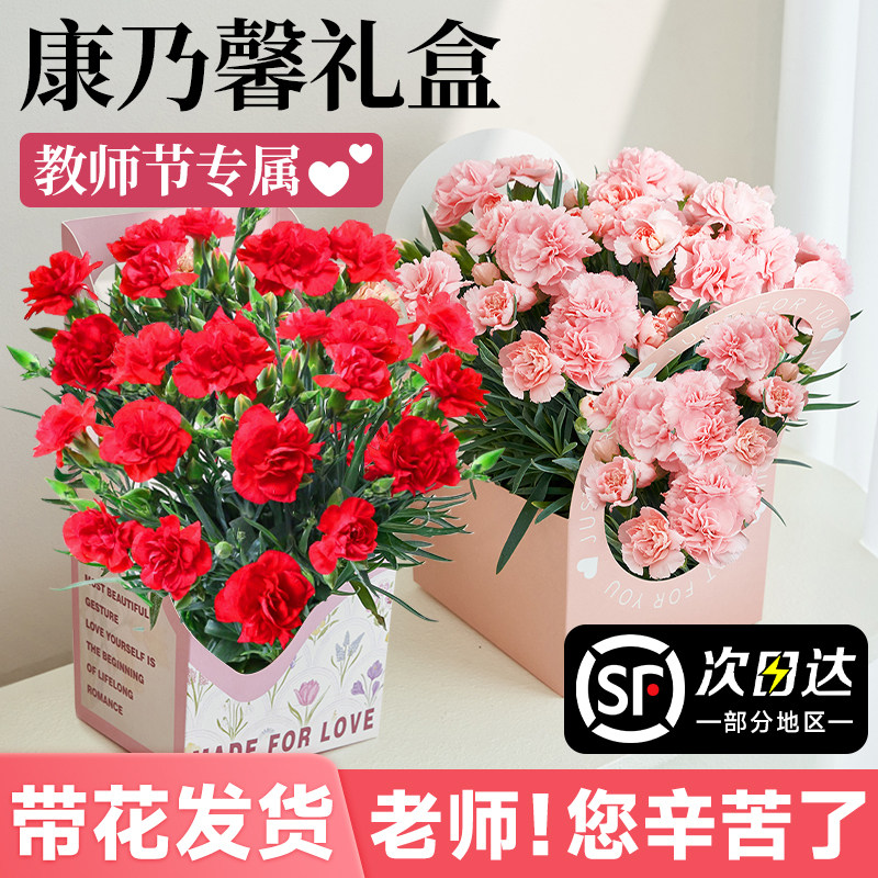 速发康乃馨盆栽带节苞母亲花礼物花篮送妈妈花束花植室内四季卉物