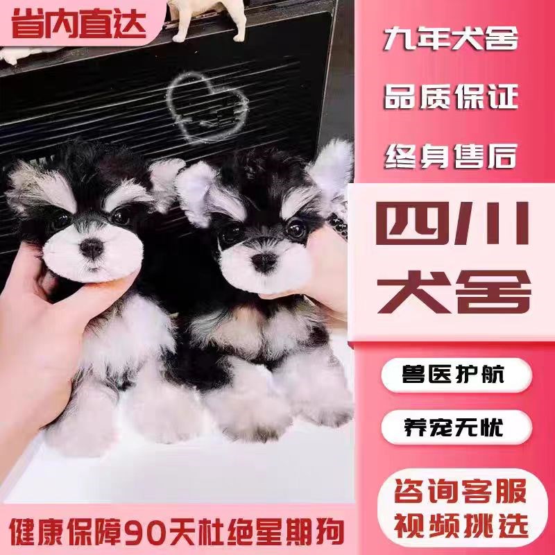 现货速发【四川犬舍】纯种雪纳瑞幼犬迷你型活狗小体犬椒盐色出售