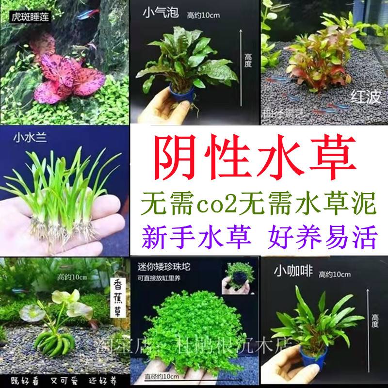 速发前6水草阴性草鱼缸装饰造景植物迷你草固Y淡水增氧懒人入门定