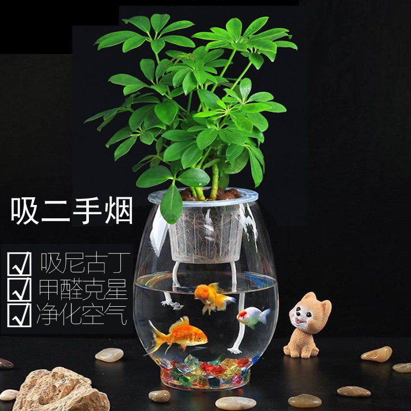现货速发可以下面养鱼的盆栽水培绿植物可养鱼花和鱼共养办公室内
