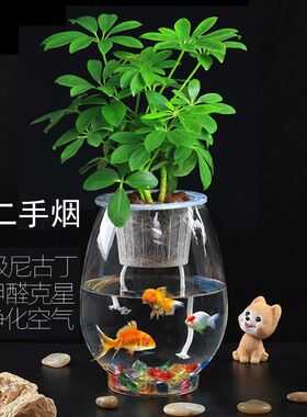 现货速发可以下面养鱼的盆栽水培绿植物可养鱼花和鱼共养办公室内