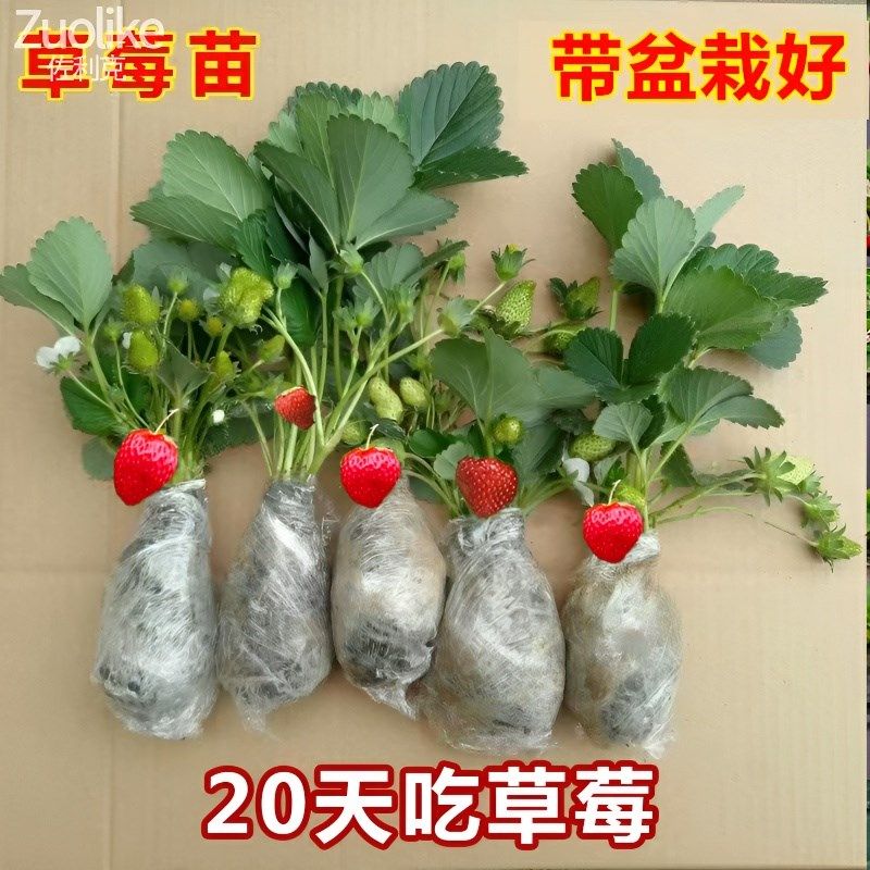 速发种油草莓苗草栽带盆带食用四季丹东红颜盆莓秧新苗台庭院奶植,鲜花速递/花卉仿真/绿植园艺,智能园艺用品,淘宝优惠券,粉丝福利购,淘宝优惠卷