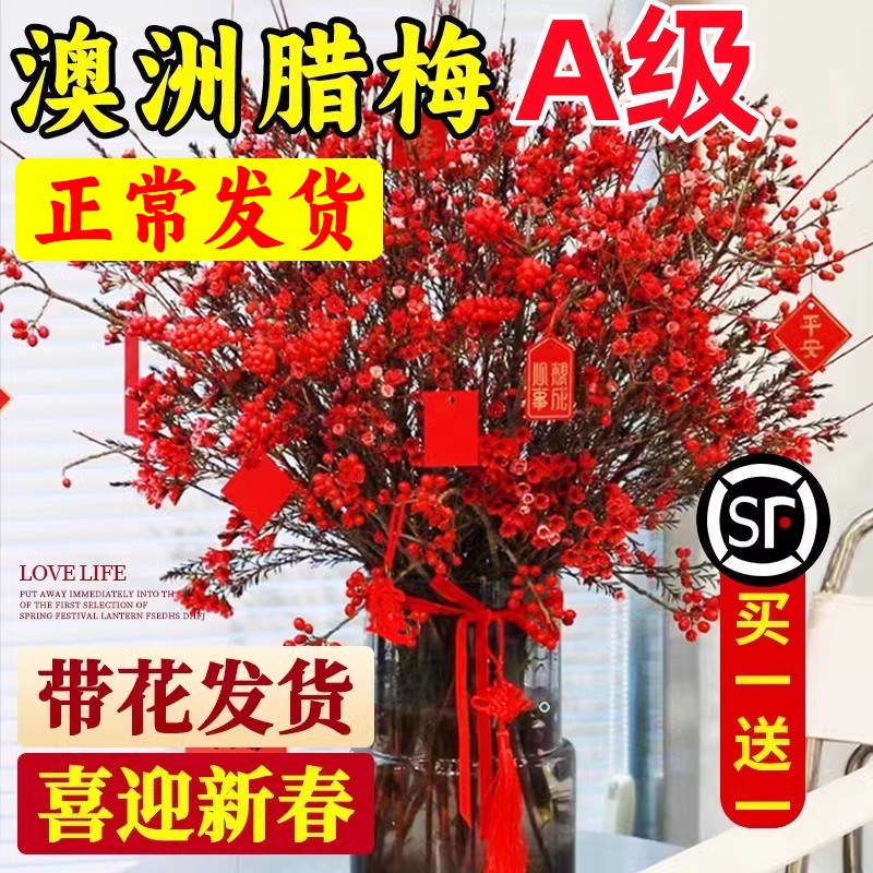速发澳洲直梅水培鲜枝红色重瓣鲜花切银柳年宵花云南腊发真花