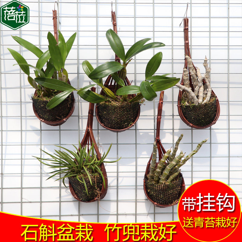 速发石斛带竹兜种石 铁皮 金竹 鼓槌 钗叶 玫瑰 球花好斛栽好空气