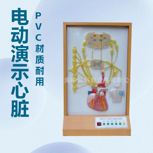 心的神经支配电动模型 电动演示心的神经支配模型