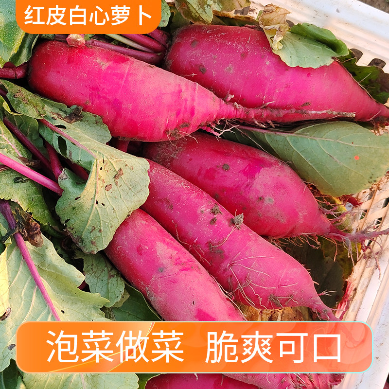 陕西红皮白心萝卜泡菜做菜水萝卜新鲜农家自种胭脂心里美樱桃萝卜,水产肉类/新鲜蔬果/熟食,萝卜/胡萝卜,淘宝优惠券,粉丝福利购,淘宝优惠卷