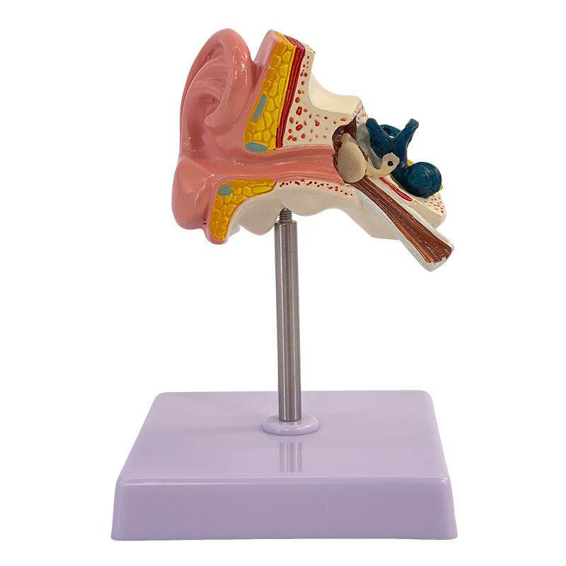 耳模型桌上型耳解剖模型外中内耳部听觉系统器官耳朵构造教学医学,文具电教/文化用品/商务用品,教学标本/模型,淘宝优惠券,粉丝福利购,淘宝优惠卷
