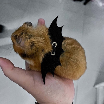 豚鼠荷兰猪牵引绳专用仓鼠松鼠兔子外出带溜宠物防挣脱牵引绳衣服