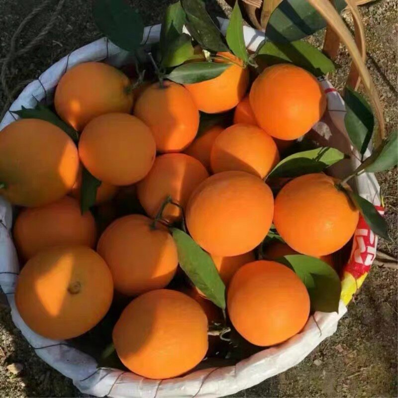 现摘现发橙子纽荷尔云南新鲜水果当季纯甜橘子柑子自然成熟