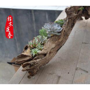 多肉朽风化枯木树根自然原老木槽阳台长方形户外创意旧木质花盆猪