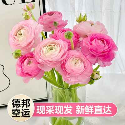 洋牡丹云南基地直发水培花卉家用插花鲜切花期超长的真花
