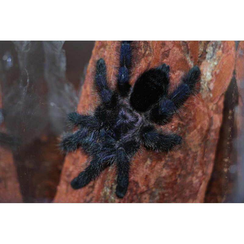 厄瓜多尔蓝紫粉趾宠物蜘蛛1.5-2cm可爱温顺无毒能上手