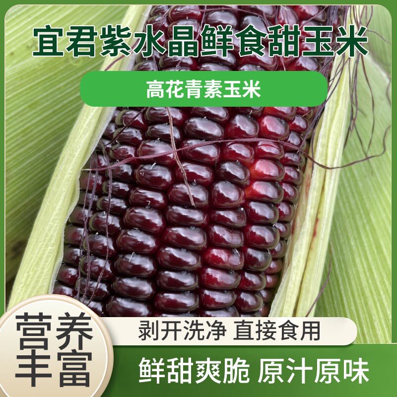 （皇后果园）陕西紫水晶鲜食水果玉米即食高花青素玉米爽脆