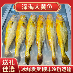 正宗宁德深海大黄鱼美味健康现捕新鲜送礼有面源头直发顺丰冷链