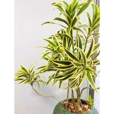 金边百合竹盆栽植物龙血树室内客厅北欧风造型绿植净化空气大植物