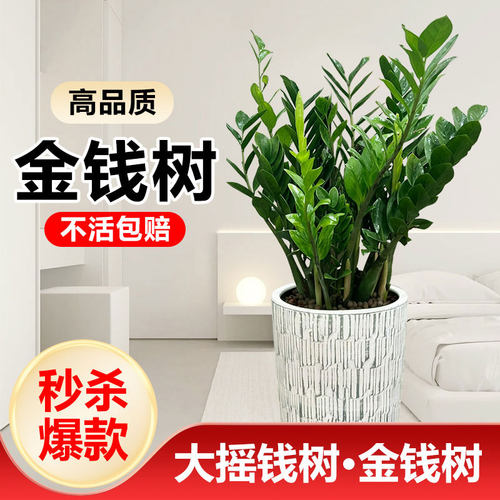 速发金钱树盆栽植物小内花卉大型客厅好养绿植大摇钱串子招财室发