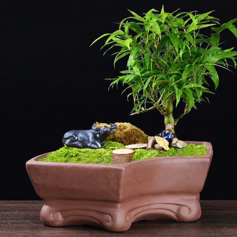 速发多肉紫砂花盆大号复烧观古创意家用台君子兰盆栽微景素陶瓷