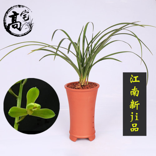 速发兰花苗 蕙兰 江南新木花植 又名新木及品 室内客厅盆栽及卉绿