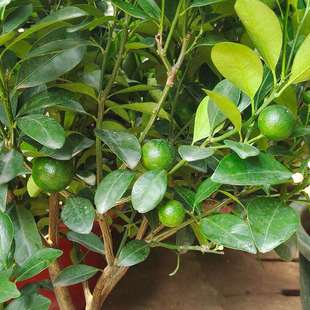 开业乔迁送礼盆景绿植金桔树带果可食用盆栽橘子树阳台庭院绿