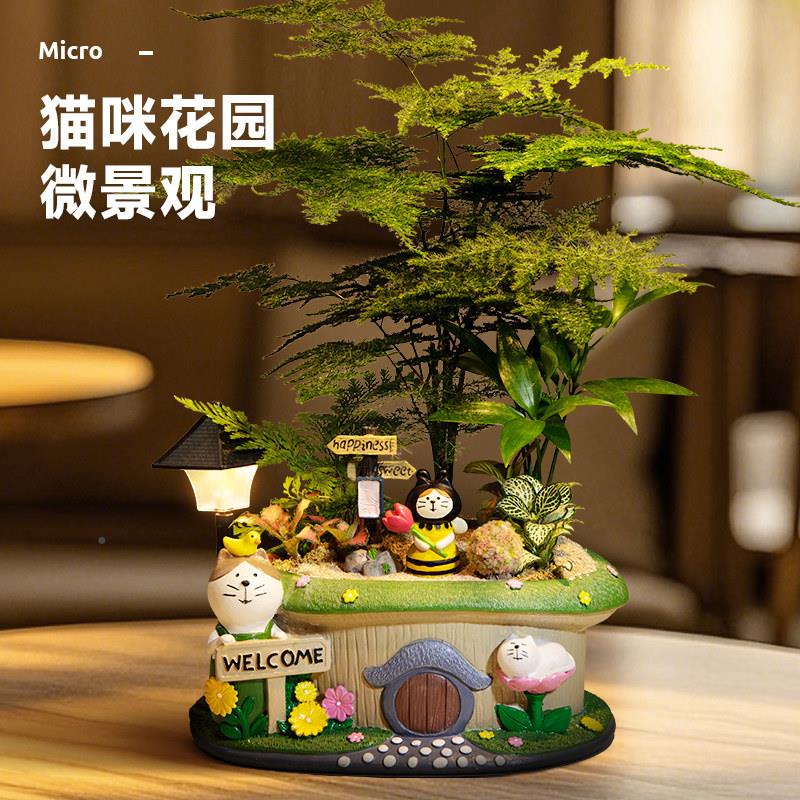 发树小龙猫微景观室财文LZ-20250竹绿植幼儿园盆栽办公桌面摆内件