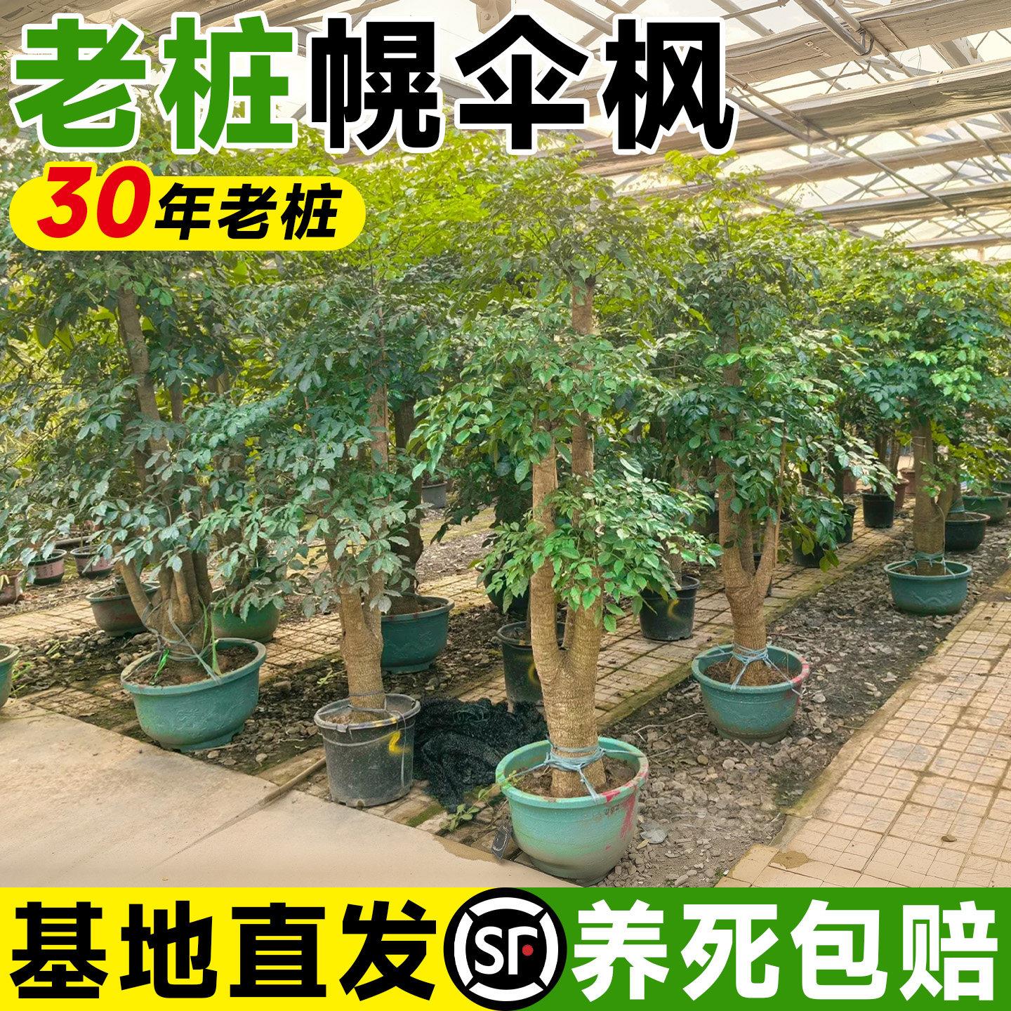 幌伞大型枫绿植原桩生老幸福树客厅sxy愰伞大栽盆室内植物好养活