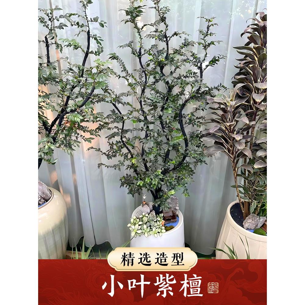 叶紫小檀意盆景树苗黑骨NIP茶老桩内盆栽办公室禅造型绿植室四季