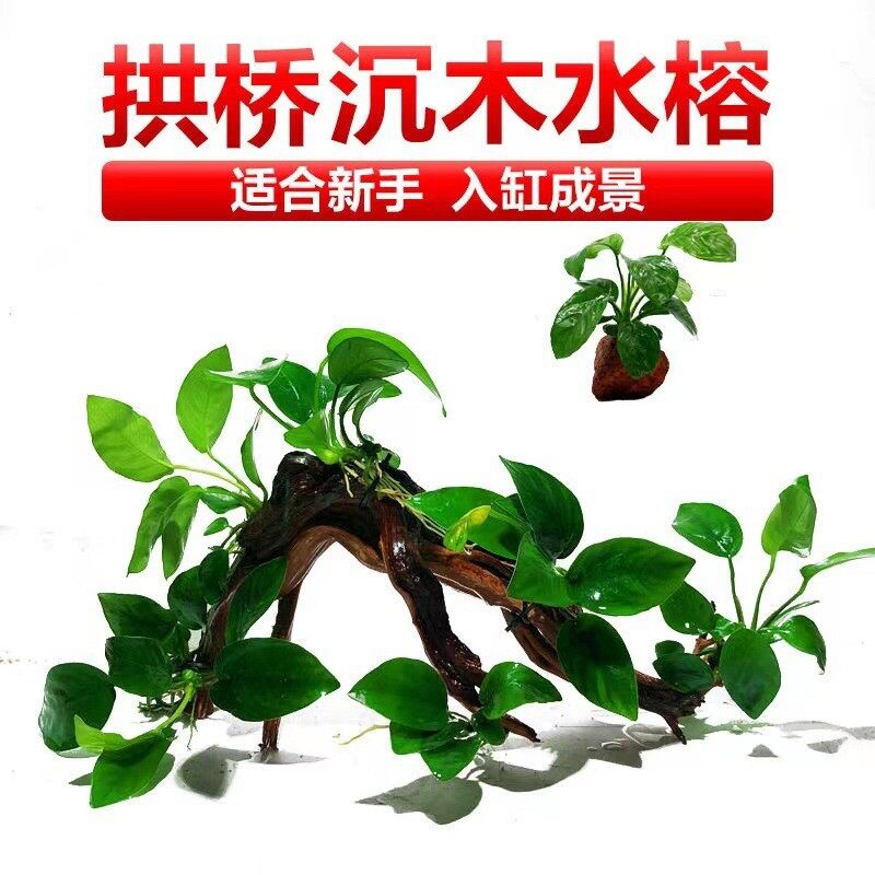 榕树水榕沉木懒人水草鱼缸造景新手增氧淡水活体阴性植物草火山石