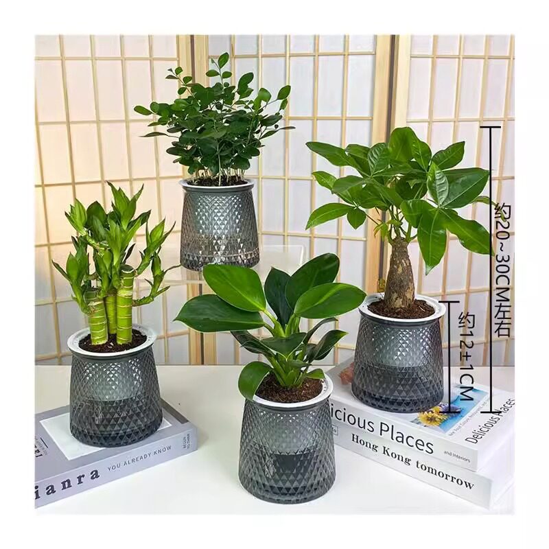 绿植桌面小盆栽客厅室内开花发财树绿萝办公桌花卉植物水养观花