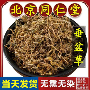 同仁堂垂盆草中药材正品官方旗舰店垂盆草的功效与作用野生泡水