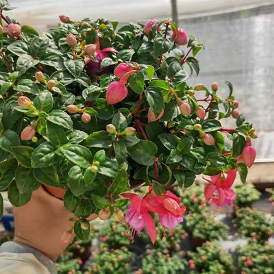倒挂金钟灯笼花重瓣四季开花盆栽大苗室内阳台带花苞发货好养易活