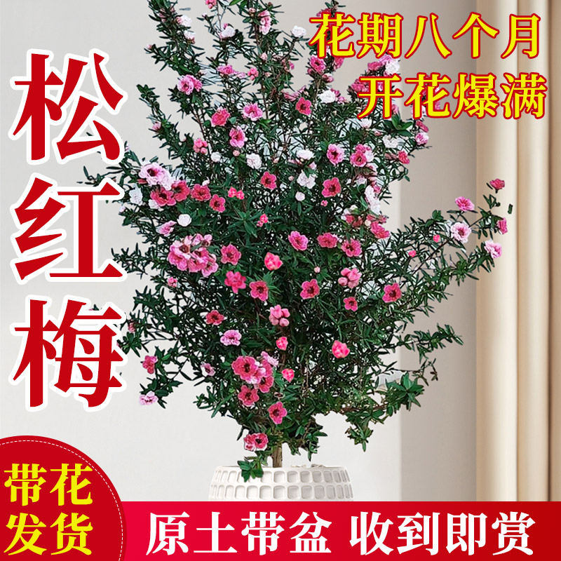 速发松红梅植栽带老大苗花桩一树多色花苗台耐寒绿盆花卉四季开花