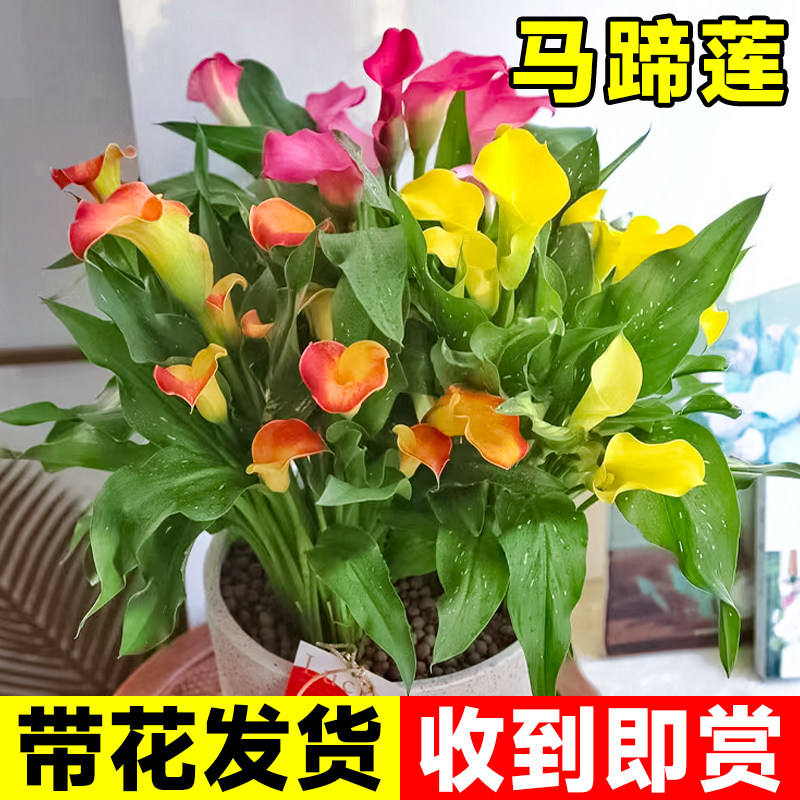 速发马蹄莲盆栽带养苞白色绿色紫色种球好花四季开花不断花卉黑植