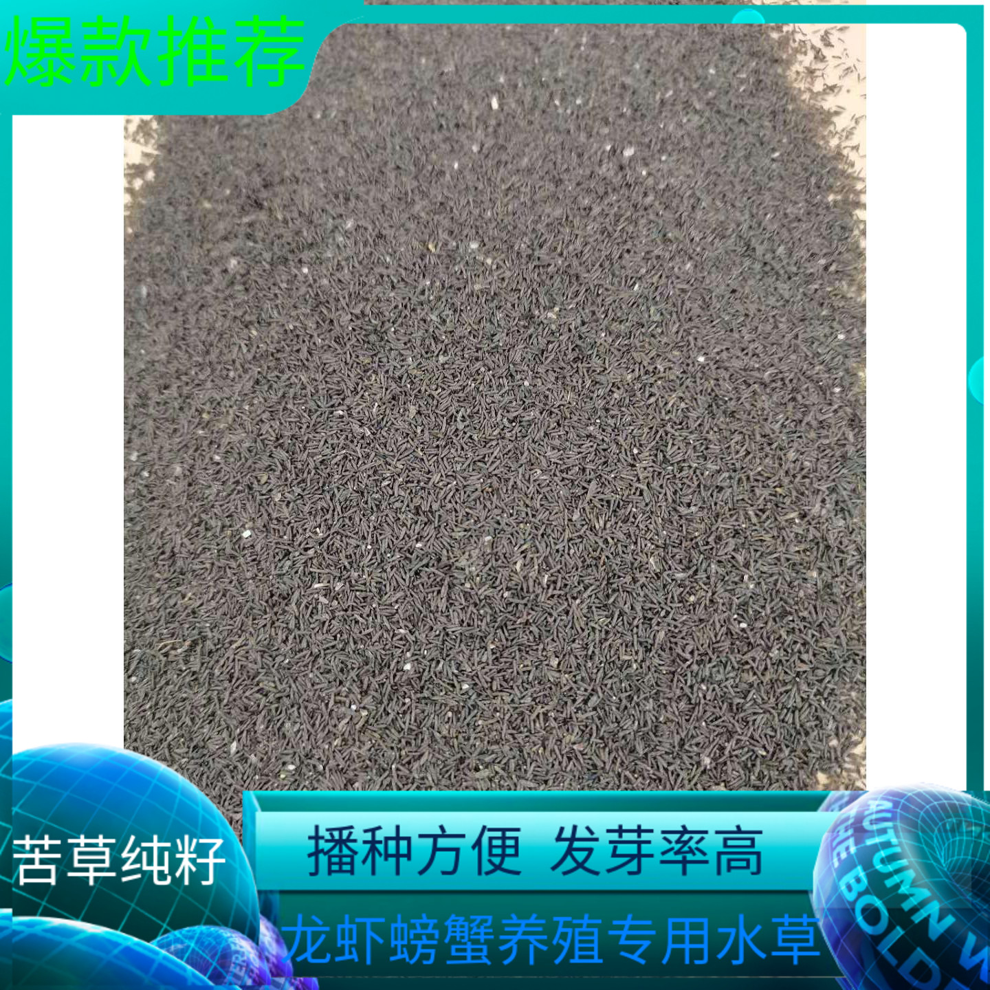 速发苦草纯担塘螃蟹鱼虾养殖高温水草增氧净化水质扁籽韭菜子