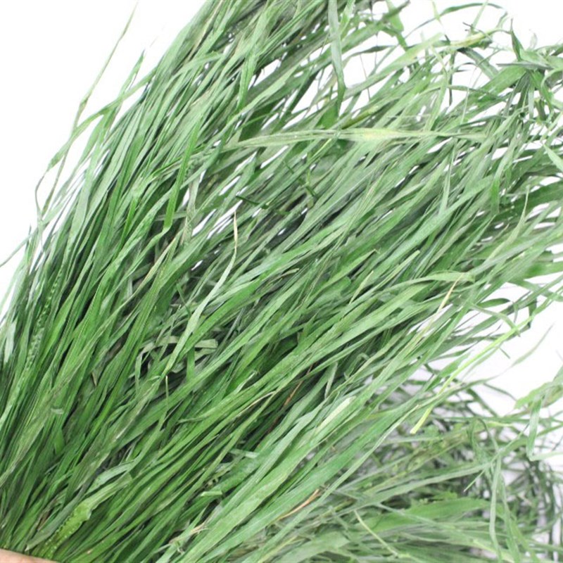 新款2021烘干小麦草兔子龙猫豚鼠牧D草小麦草干草牧草毛重1000克