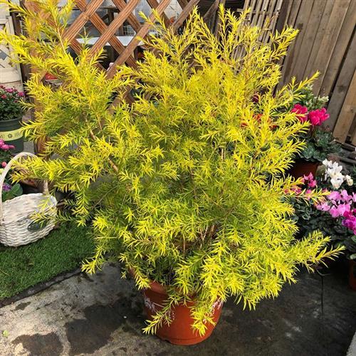 现货速发黄金香柳千层金花镜植物庭院台多年生四季芳香植物吸甲醛