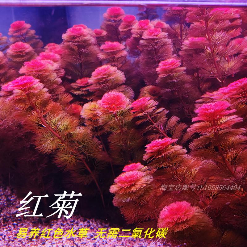 速发红菊花缸养景色水草阴性后景无需二氧化碳鱼缸草易造红装饰
