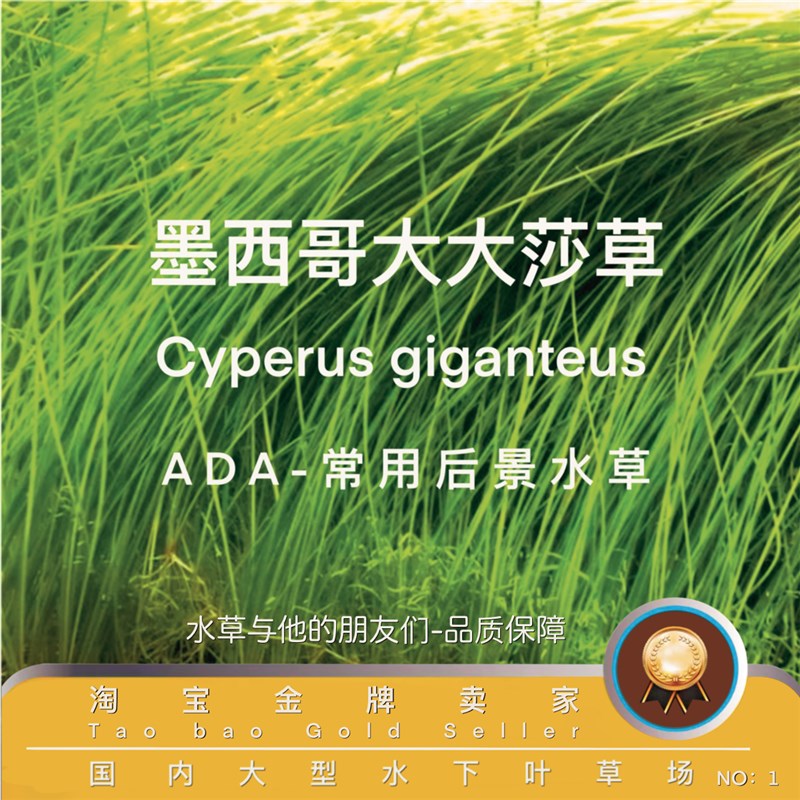 速发精品墨西哥大莎草(1正0%水下叶)真0引A种DA常用后景阴性草