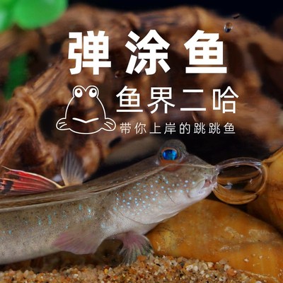 速发弹涂鱼饲养套餐~套装跳跳鱼滩涂鱼活物桌面萌宠好养包活包损