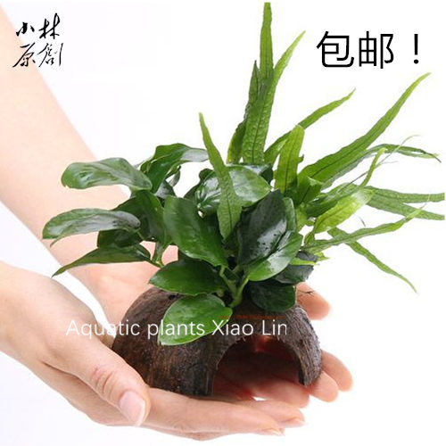 速发淡水柳叶铁+小水榕水壳椰草鱼窝定短鱼虾植鲷异形躲避繁殖屋