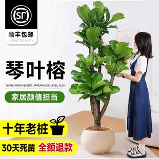 速发大琴叶榕客厅绿植物室内大号型好养老桩大叶鸭脚木盆栽落地办