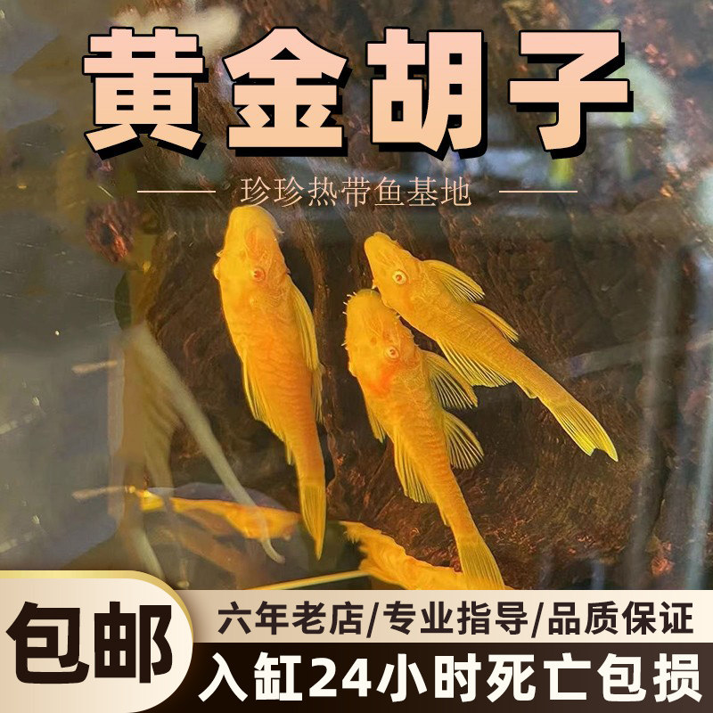 速发黄金大胡子异型胡子鱼清道夫草缸小型除藻鱼工具鱼热带鱼观赏