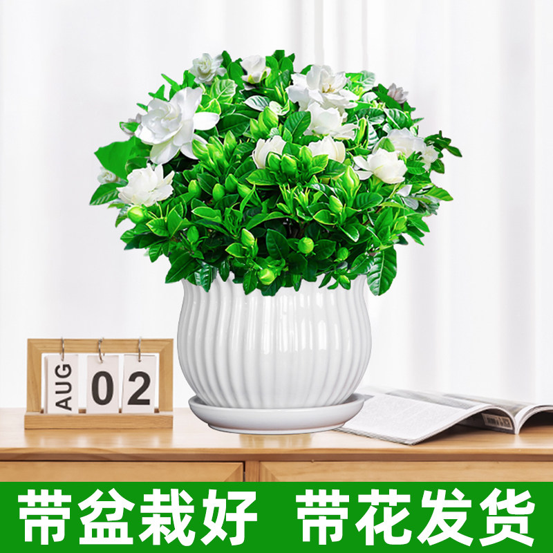 新款独杆栀子花i棒棒糖盆栽四季开花卉植物室内外带花苞老桩桅子
