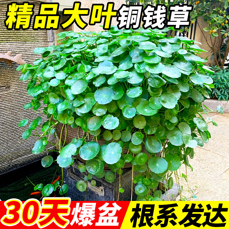 速发铜钱草精品大叶钱培金水草籽庭院室内外绿植季盆栽景四物好养