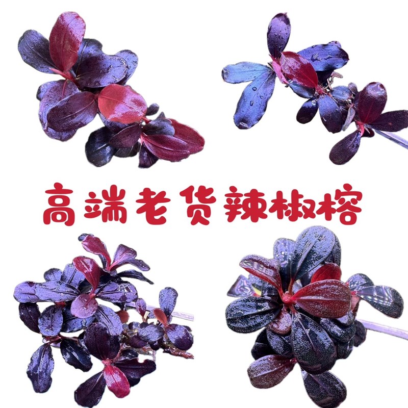 速发天武海阴玄使数码海海大象玉高端稀有老货水下叶黑性水草辣椒