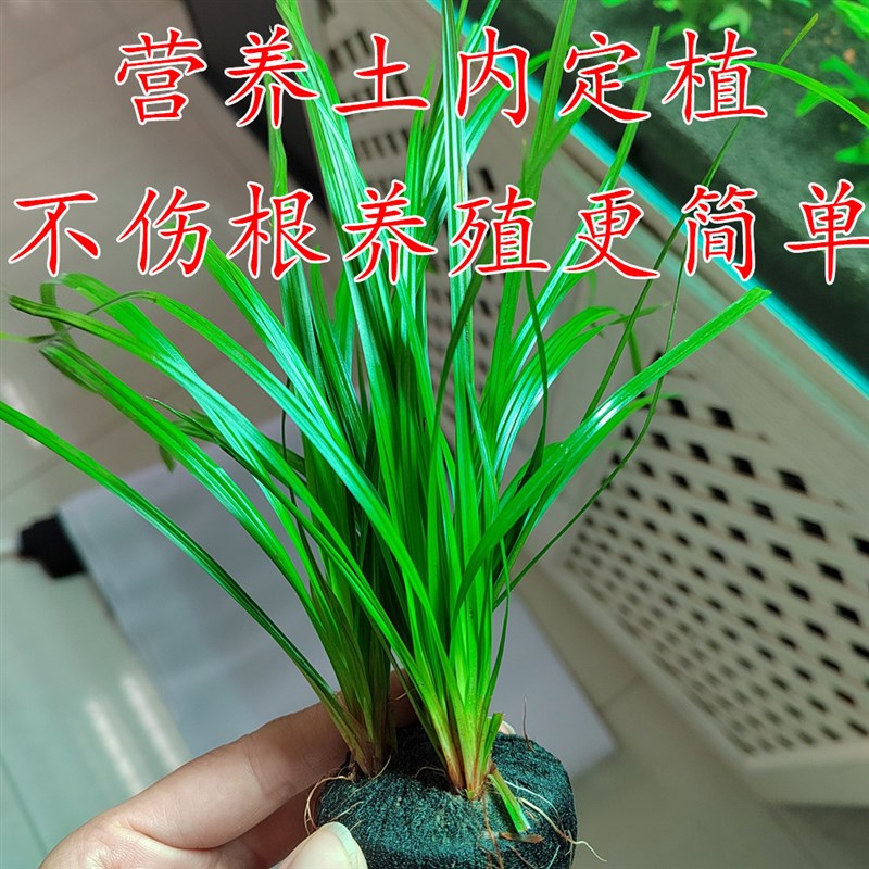 速发泰国水剑坨养草后景阴性鲜活新手懒带稀有人状绿色鱼缸易水活
