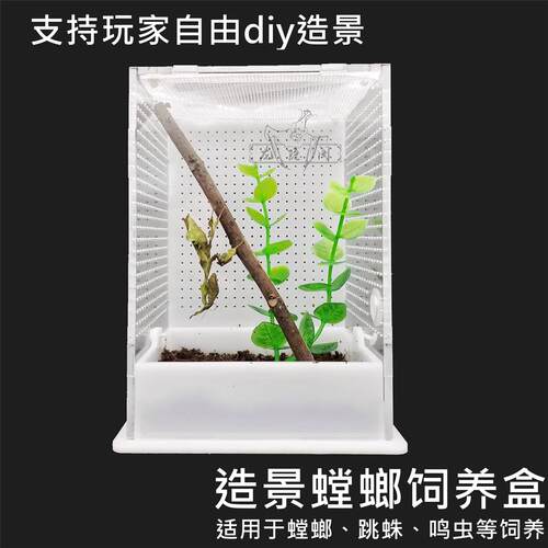 速发螽斯生态观螳螂竹蛉鸣虫笼子跳蛛甲虫微景箱实景带照明造木饲
