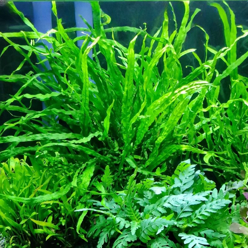 速发丹麦鱼叶铁细缸草缸沉木石头阴性稀有水草造景装饰