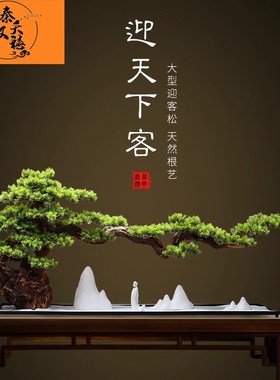 速发松汉天禧罗安秦禧迎客松根件艺术摆雕绿植美人松办公室玄关